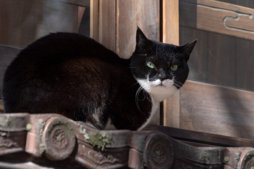 奥多摩町の猫