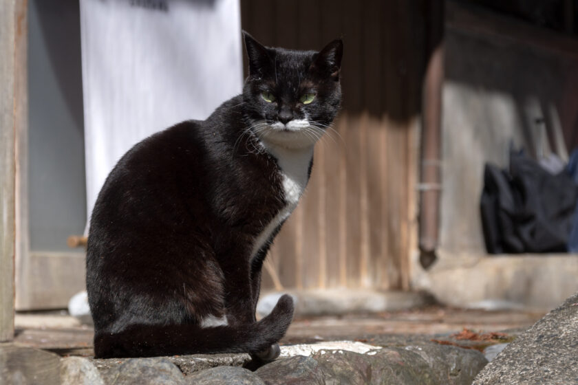 奥多摩町の猫