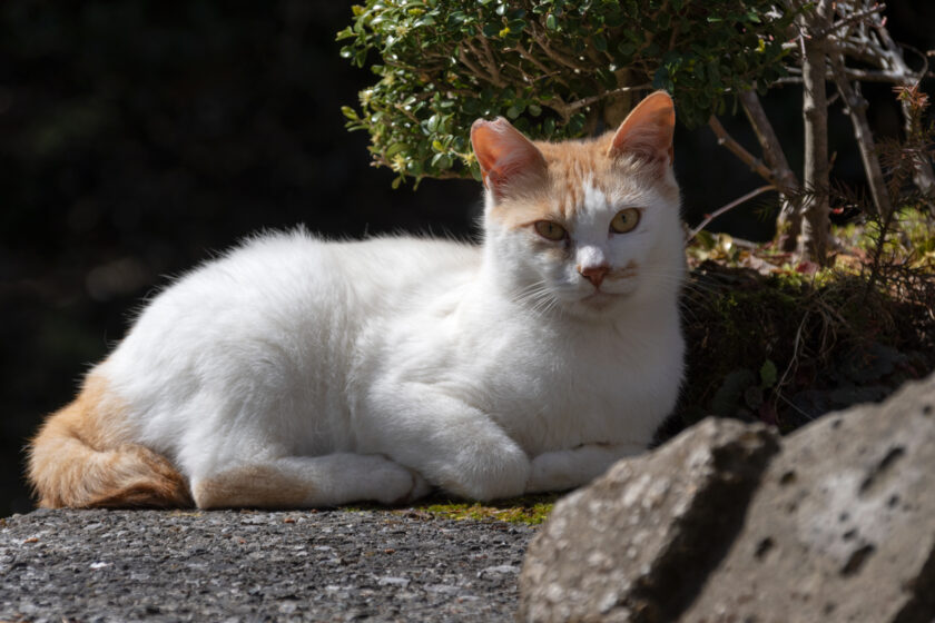 奥多摩町の猫