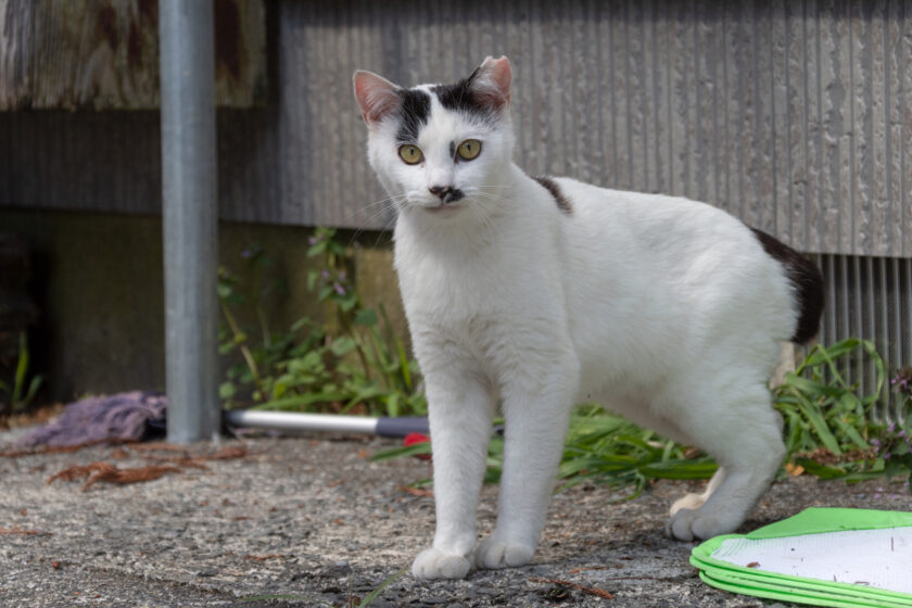 奥多摩町の猫