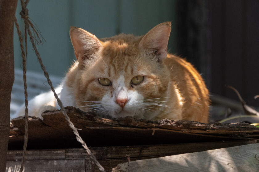 川崎市の猫