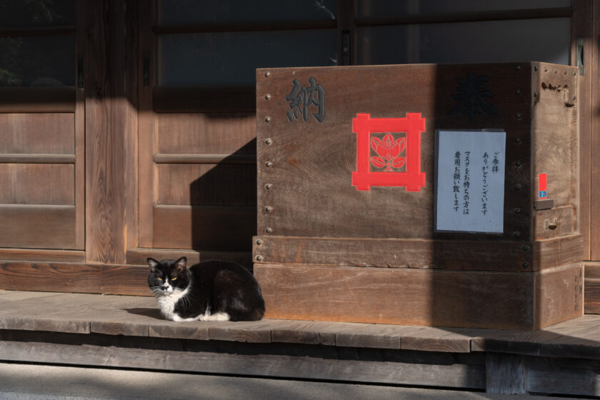 川崎市の猫