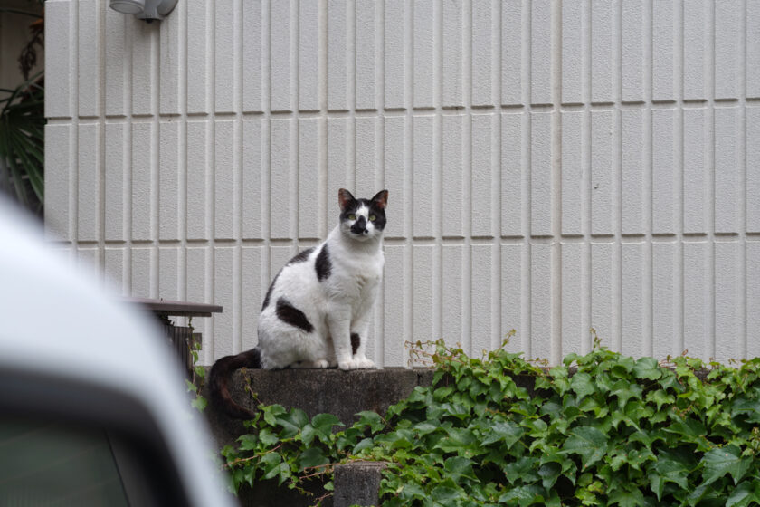 新宿区の猫