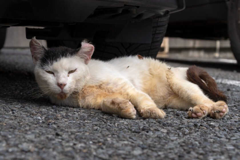 八王子市の猫