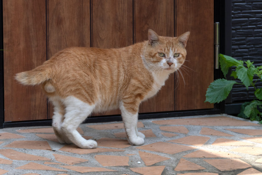 相模原市の猫