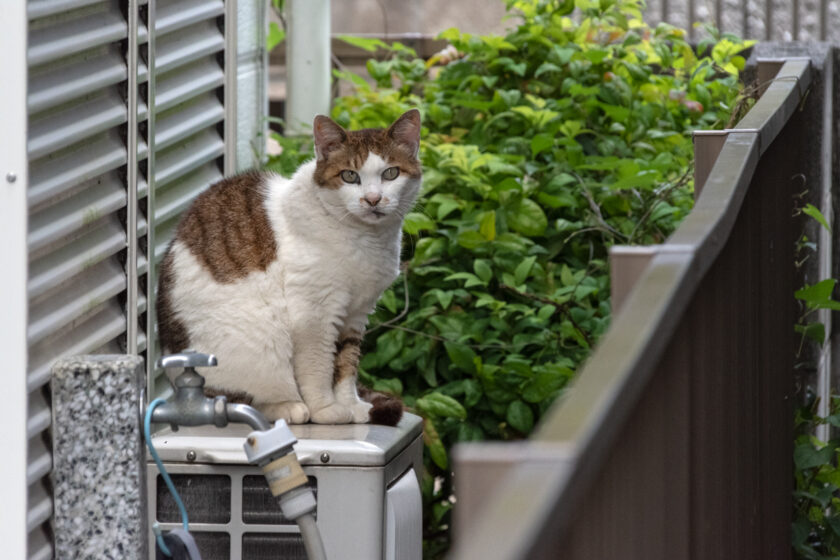 相模原市の猫