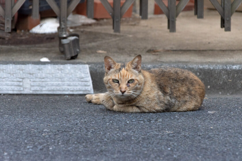 福生市の猫