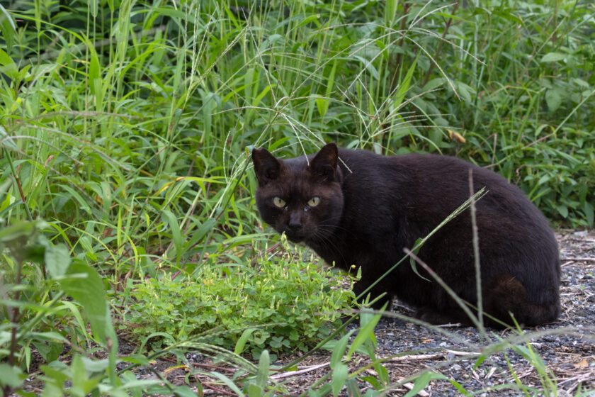 あきる野市の猫