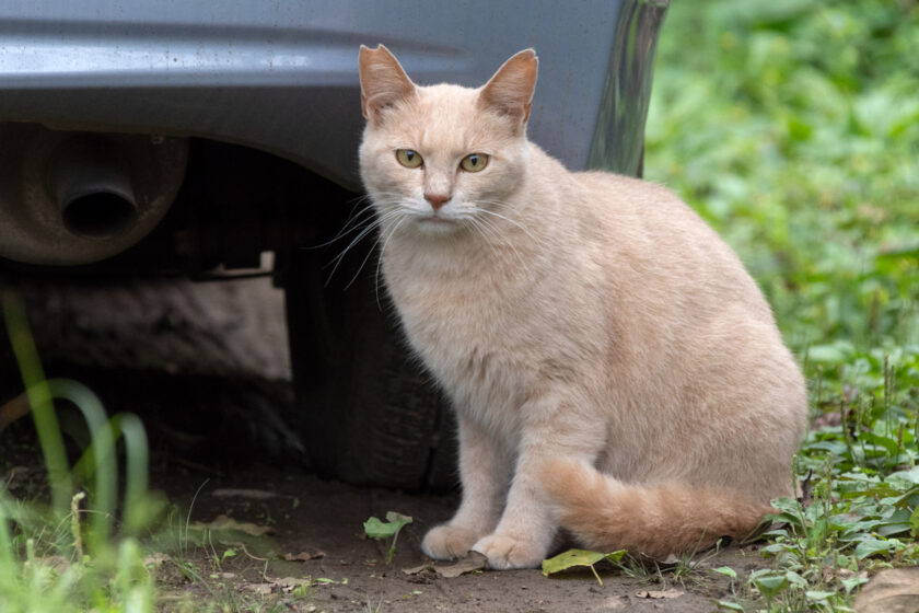 八王子市の猫