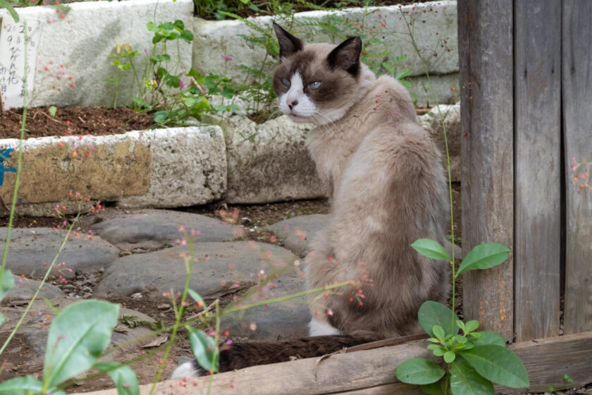 昭島市の猫