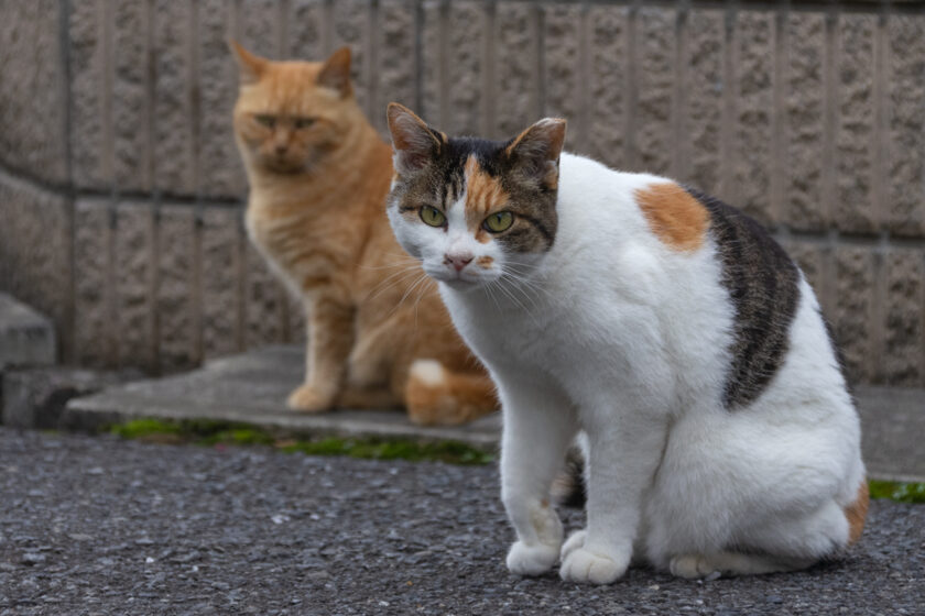 所沢市の猫