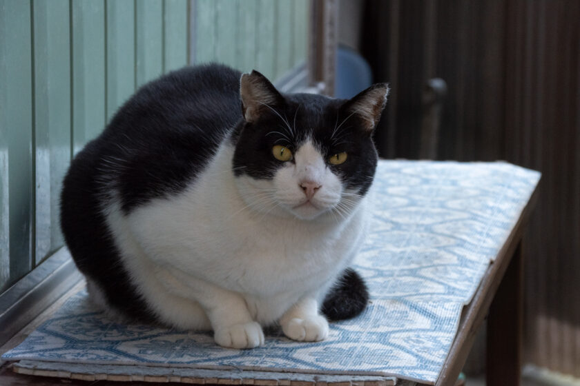 奥多摩町の猫