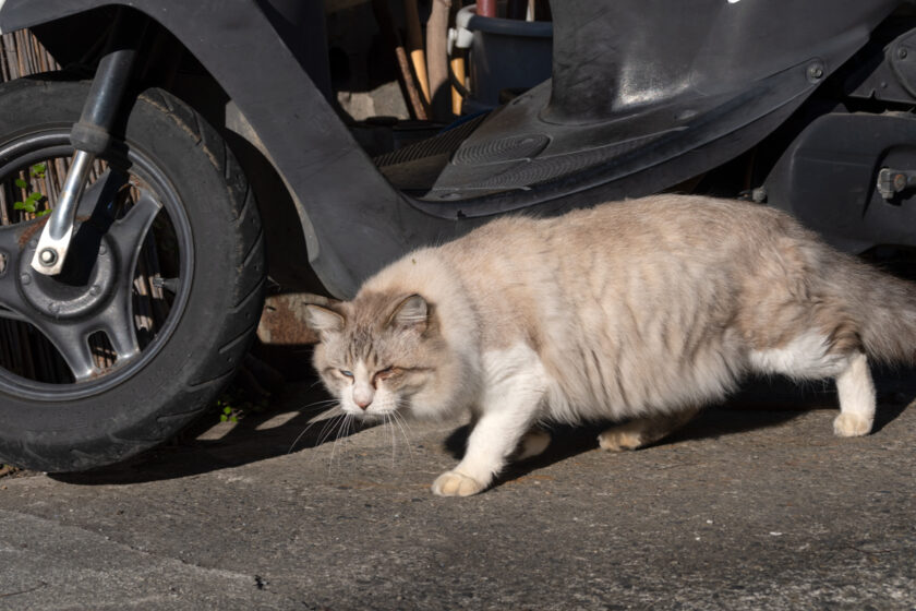 奥多摩町の猫