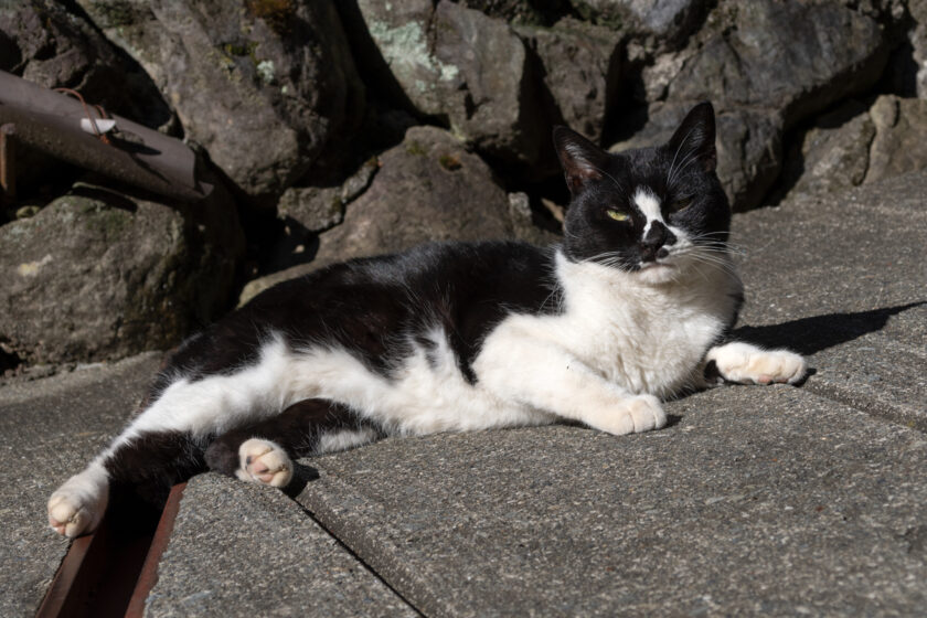 奥多摩町の猫