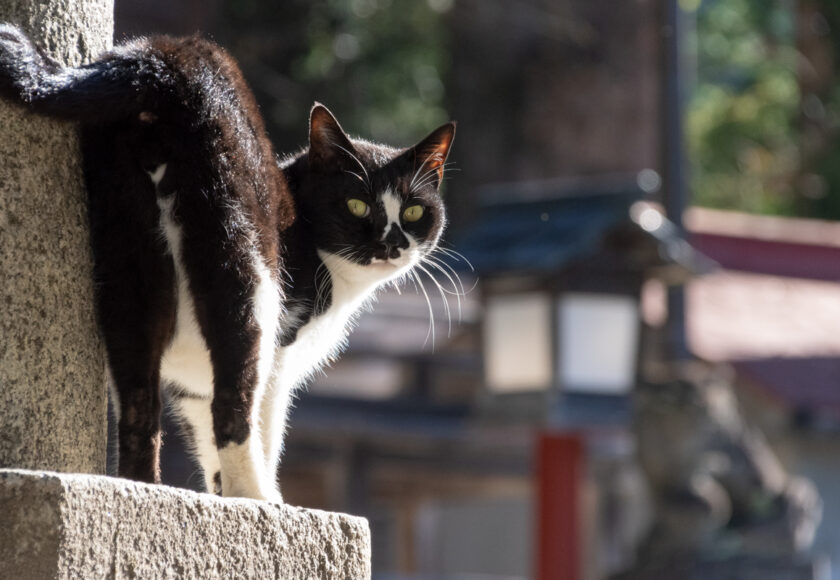 奥多摩町の猫