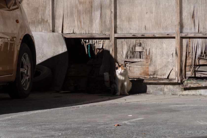 奥多摩町の猫