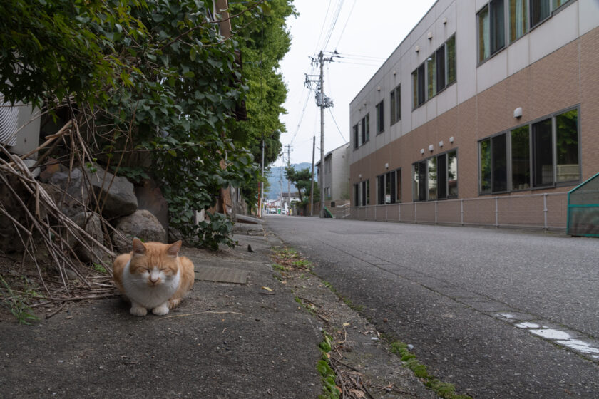 会津若松市の猫
