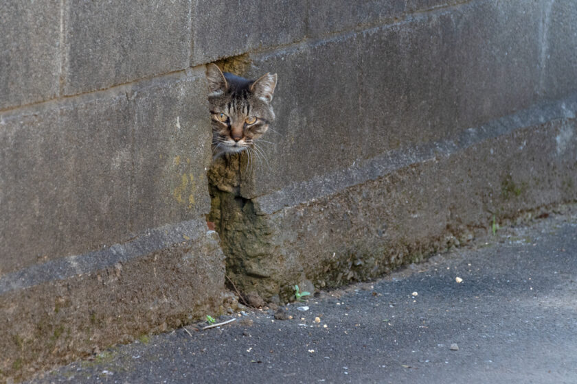 日野市の猫