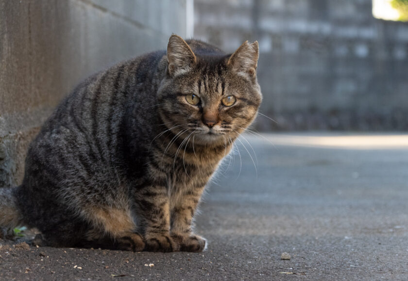 日野市の猫