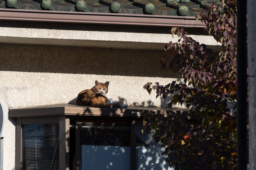 日野市の猫