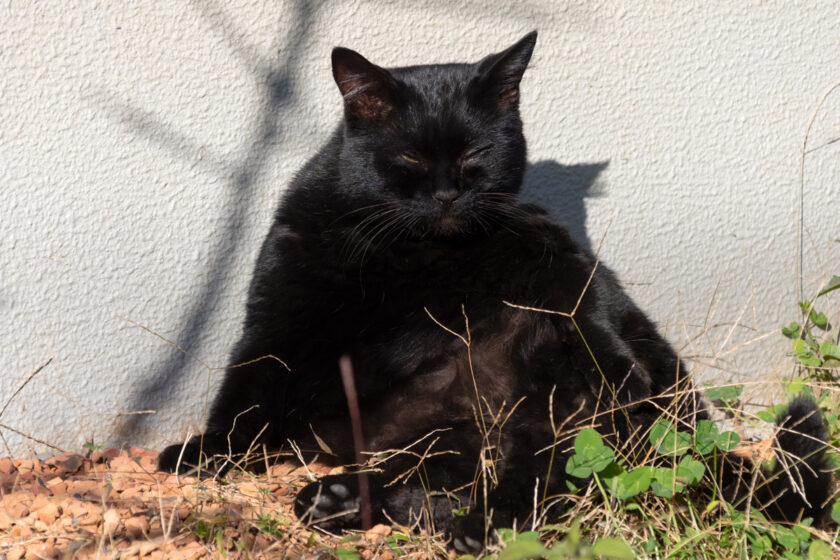 日野市の猫