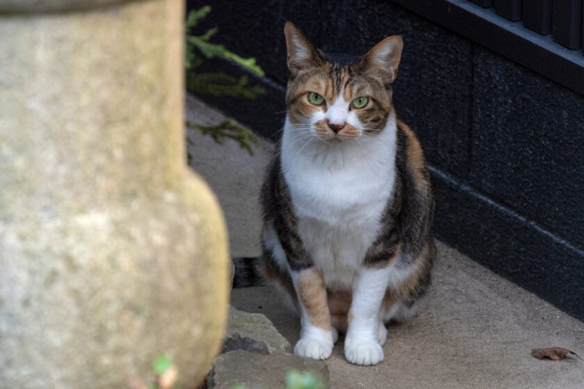 日野市の猫