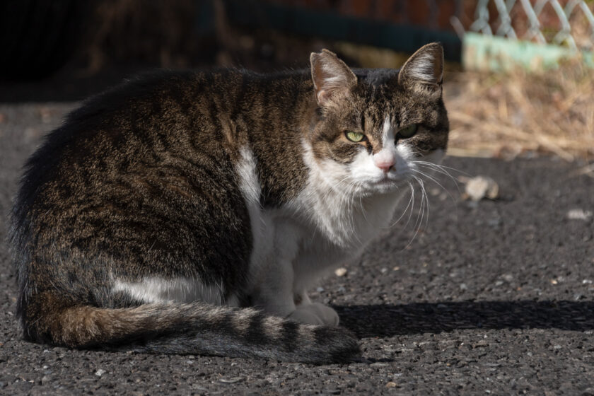 昭島市の猫