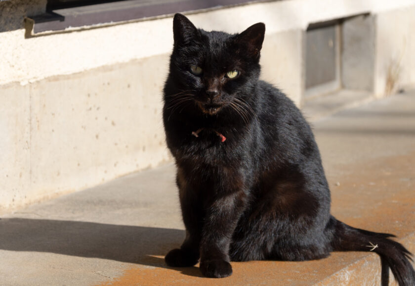 昭島市の猫