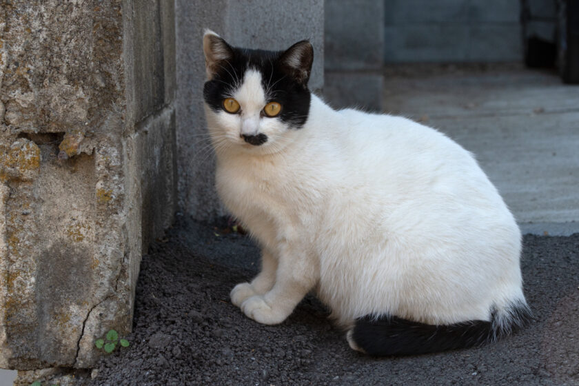 昭島市の猫