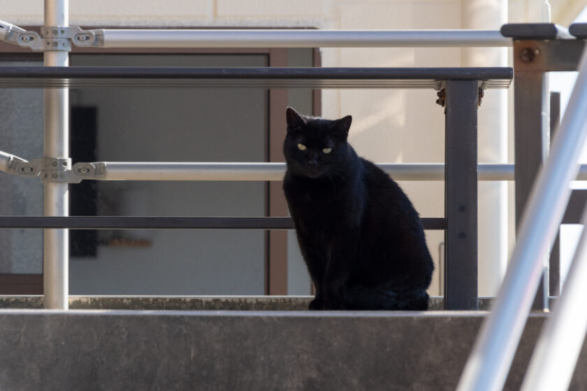 銚子市の猫