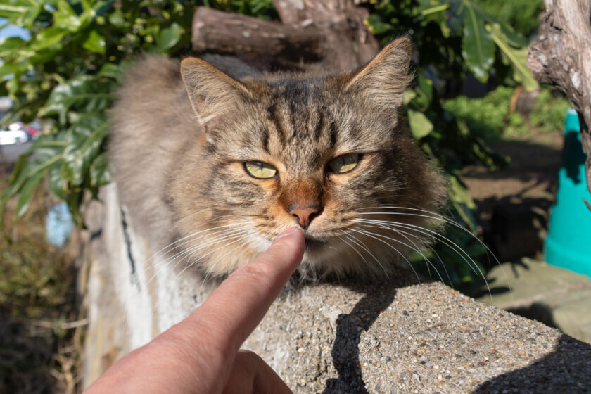 銚子市の猫