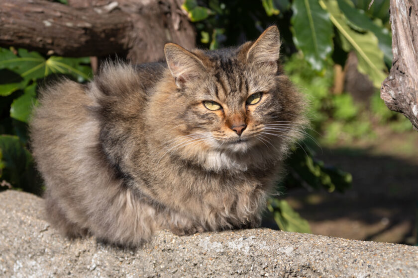 銚子市の猫