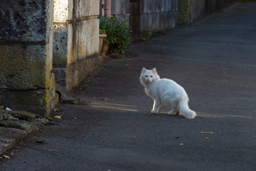 匝瑳市の猫