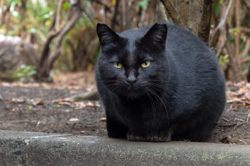 八王子市の猫