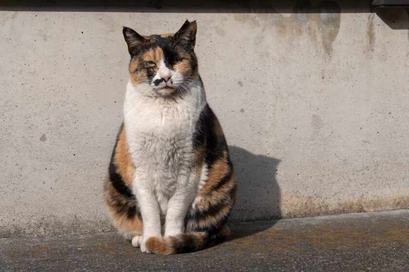 文京区の猫