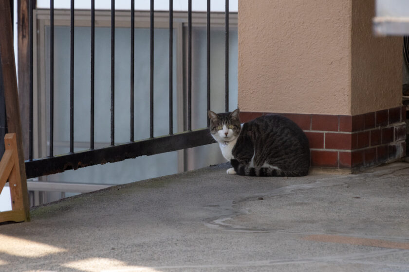 野沢温泉村の猫