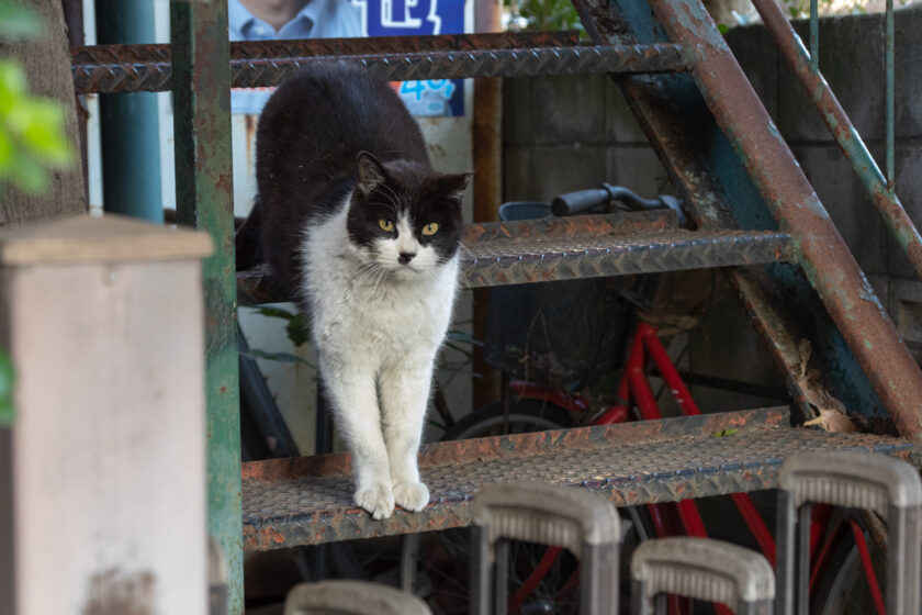 川崎市の猫