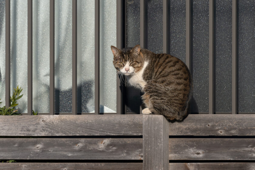 川崎市の猫