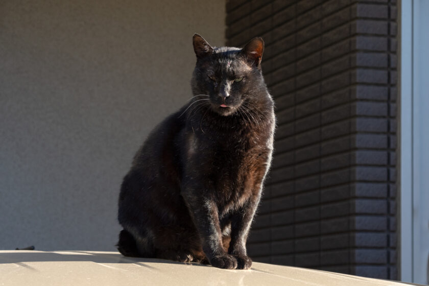 川崎市の猫