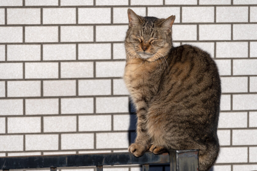 川崎市の猫