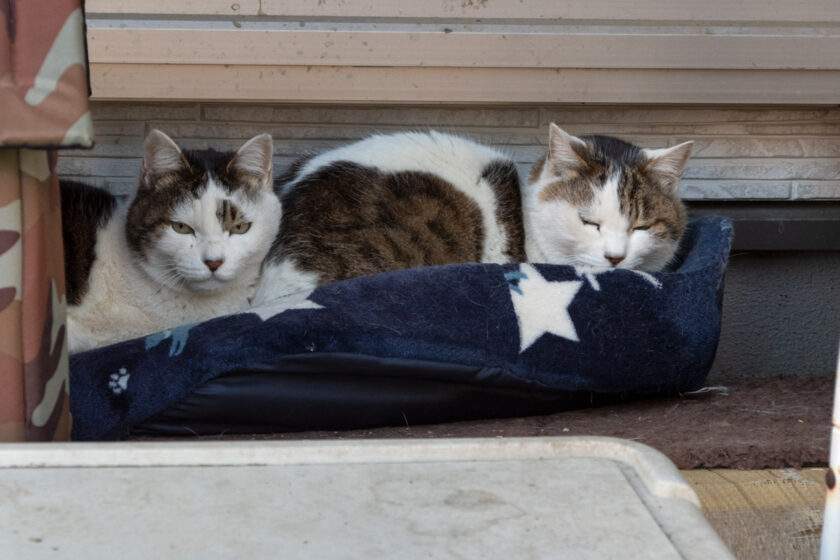 日野市の猫