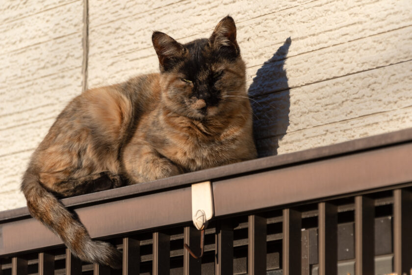 日野市の猫