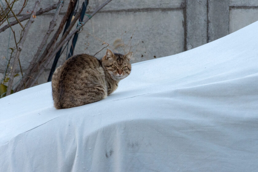 日野市の猫