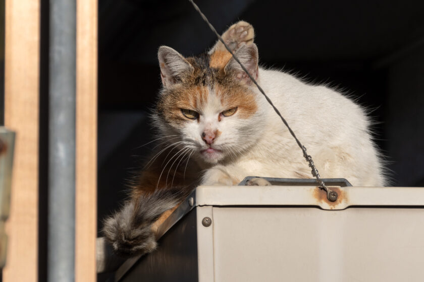 日野市の猫