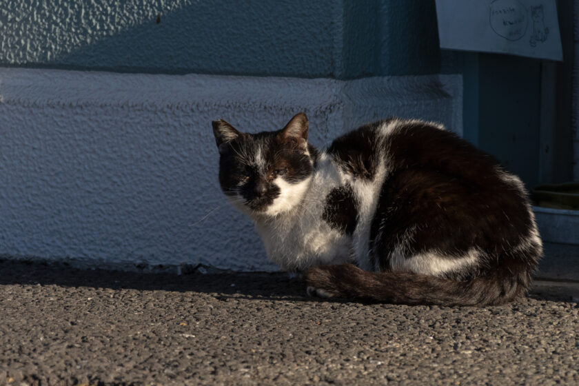 日野市の猫