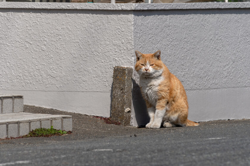 相模原市の猫