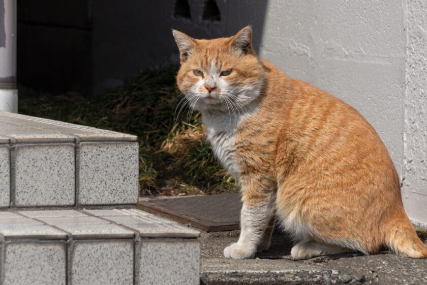 相模原市の猫