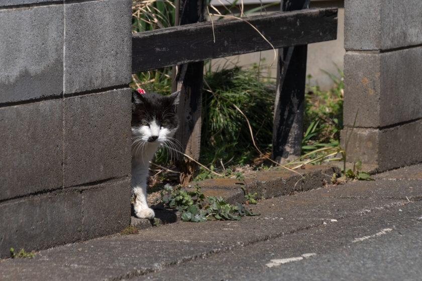 相模原市の猫