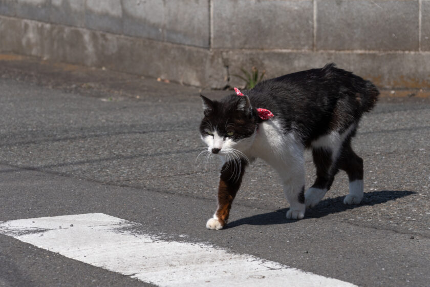 相模原市の猫