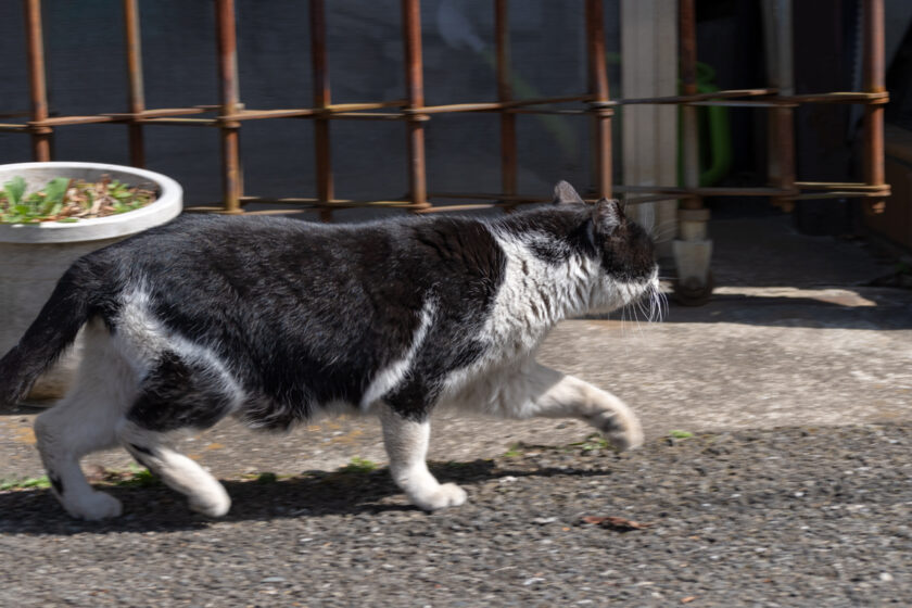 昭島市の猫